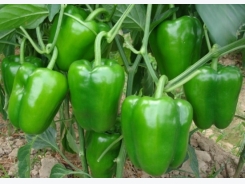 Capsicum Cultivation (Bell Pepper) Information Guide