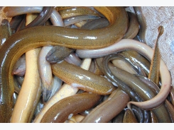 Kỹ thuật nuôi lươn không bùn