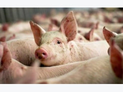 Pork export to China remains tough