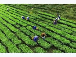 Bí quyết ủ hương chè xanh của người Bắc Giang