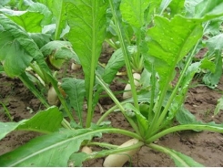 Kỹ thuật trồng củ cải