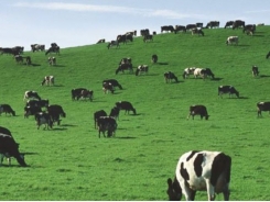 Earlier detection focus for tackling livestock disease