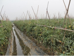 Kỹ thuật trồng cà chua ghép trái vụ ở đồng bằng sông Hồng