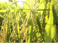 Cánh đồng 'một giống' giúp Mường Khương giữ giống lúa đặc sản