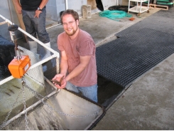 Comparing salinities in intensive, commercial-scale biofloc for Pacific white shrimp