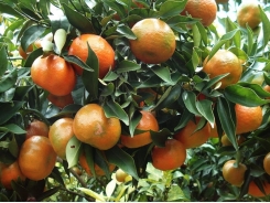 Hướng dẫn trồng và chăm sóc cây cam đúng kỹ thuật