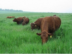 Chăn nuôi gia súc mùa nắng nóng