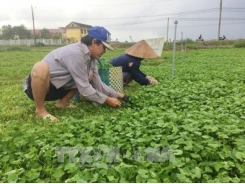 Trồng rau má giúp nông dân Quảng Thọ cải thiện đời sống