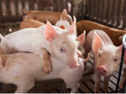 Low net energy diets may result in lower feed costs while supporting swine production