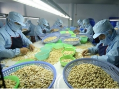 Cashew exports hit over 1.3 billion USD in first five months