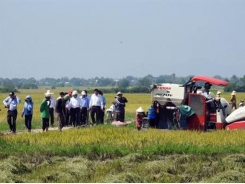 Ninh Thuan develops large-scale fields