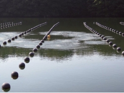 Artificial upwelling maintains favorable summer environment for farmed oysters