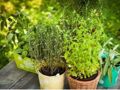 7 Perennial Herbs to Plant Now