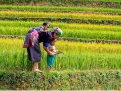 Vietnam rice exports to China drop
