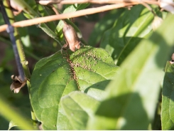 What Does a Seed Farmer Do?