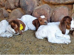 How to raise Boer Goat kids