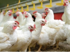 7 keys to antibiotic-free poultry production