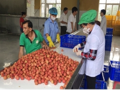 Bac Giang lychee offered to USA and Netherlands