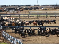 Canada sees multiple pathways to sustainable beef