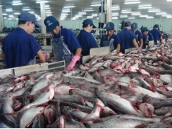 Vietnamese catfish exports dominate US market