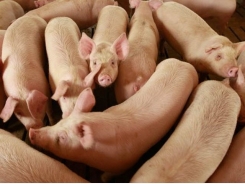 Pigs digest fiber efficiently even at high inclusion rates