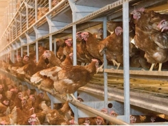 8 tips for feeding cage-free layers