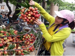 Luc Ngan early ripen lychee fetches high price