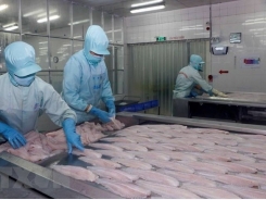 Tra fish export to US increases despite anti-dumping measures