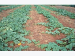 Spacing, competition & yield
