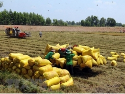 Mekong Delta province to shift rice fields to aquaculture