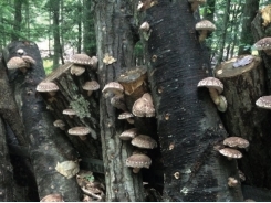 Cropped: How to Grow Shiitake Mushrooms