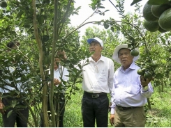 ‘New-style’ Sóc Trăng cooperatives yields higher profits for farmers