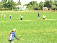 Chủ động phòng chống bệnh lùn sọc đen hại lúa ở phía Bắc