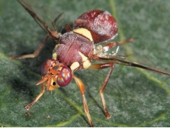 Dealing with pumpkin flies