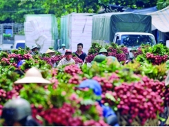 Bumper crop forecast for Hai Duong litchis