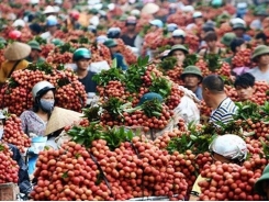 Hà Nam to witness high-tech agricultural products