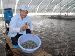 VASEP wants sustainable shrimp farming and export