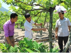 “Programming” to harvest custard apples as expected