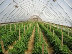 Hậu Giang reviews development of hi-tech farm zone