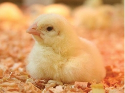 High-fiber diets for broiler versus layer chicks