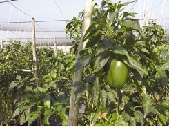 Tunnel farming with cucumbers methods for success