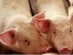 Dirty pigs need more dietary threonine