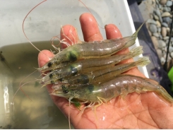 Updates on shrimp diseases AHPND, NHP at Aquaculture America 2018