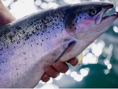Functional feeds, biomarkers to play major role in Scottish salmon gill health project