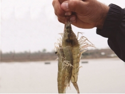 Natural strategies to improve growth and health of farmed shrimp