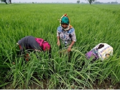 Vietnam prices ease from multi-year highs, India rice rates nudge up