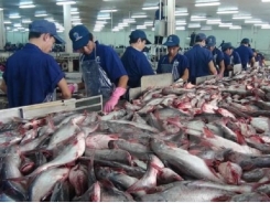 Shortages of material tra fish continue