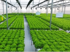 Many businesses see bold hope for agriculture investment