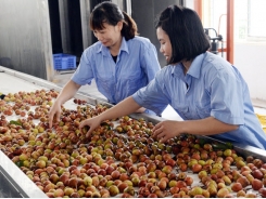 Retailers, exporters active in distributing lychee