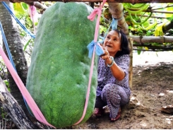 Làng trồng bí đao hơn 50 kg mỗi trái ở Bình Định